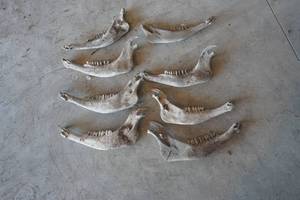 lot 21 image: Set of 8 Bison Jawbones