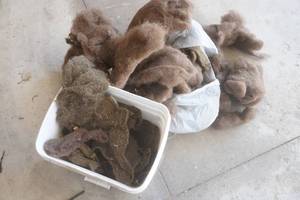 lot 141 image: Buffalo Fur