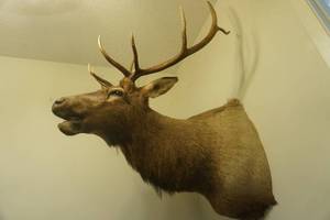 lot 513 image: Elk mount