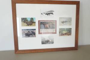 lot 633 image: Bison Framed Postcards