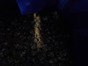 30 lb. Box Frozen Homestyle Peanut ...