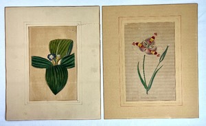 lot 21 image: Two Antique Botanical Color Engravings Tradescantia Plate N2330 from Curtiss Botanical Magazine 1822Calochortus venustus from Paxons Mag. of Botany 1834