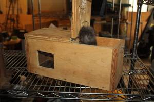 lot 872 image: Wooden Animal Trap
