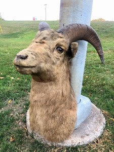 lot 199 image: Vintage Taxidermy Sheep or Ram Mount
