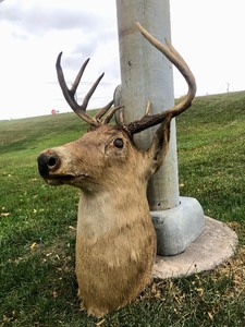 lot 200 image: Vintage Taxidermy Whitetail Deer Mount