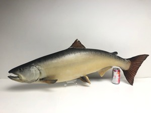 lot 353 image: LARGE Genuine Taxidermy Steelhead Trout Wall Mount