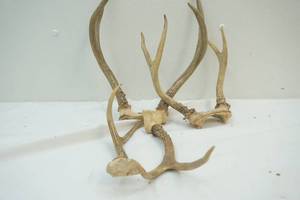 lot 102 image: Assorted Antlers