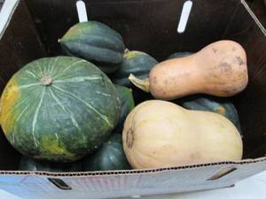 Half Bushel Winter Squash...
