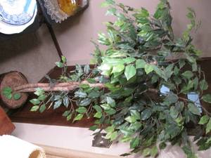Approx 6 tall silk tree...