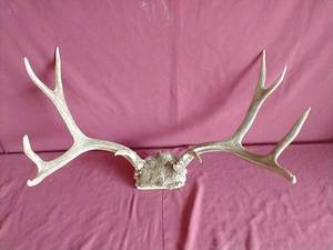 lot 30 image: Ten Point Buck Rack