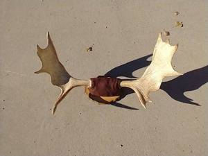 lot 150 image: Mounted Moose Rack