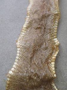 SNAKESKIN