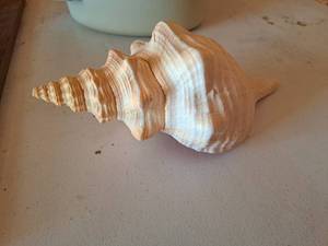 lot 354 image: Sea Shell