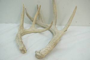 lot 565 image: Antlers