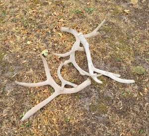 lot 233 image: Lot of Shed Deer Antlers - NO SHIPPING