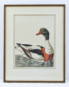 lot 263 image: Peter Pallou Aquatint Print of Mallard Duck
