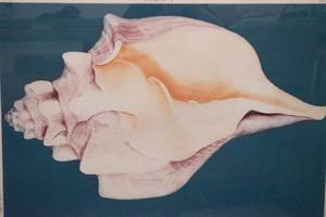 lot 520 image: G.H. Rothe Mollusk Artist Proof Mezzotint