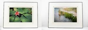 lot 225 image: Pair Jim Laser Signed Photographs - Aquatic Plants