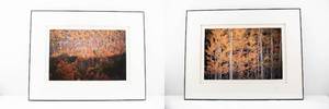 lot 223 image: Pair Jim Laser Signed Photographs - Autumn Trees