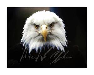 lot 3035 image: Eagle Headshot by David F. Clobes