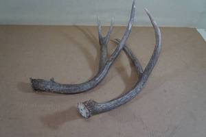 White Tail Antlers