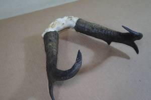 Pronghorn Antelope Antlers - 5 Point