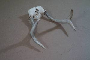 White Tail Antlers - 4 Point