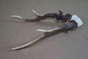 Rare Black Deer Antlers