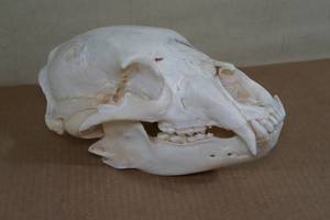 Bear Skull