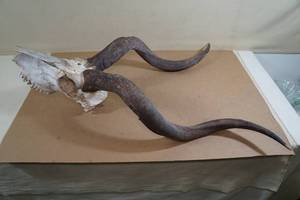 African Greater Kudu Skull with Horns