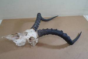 South African Antelope Skull with Horns