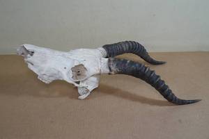 African Topi Antelope Skull with Horns