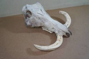 South African Wart Hog Skull with Tusks