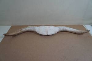 African Water Buffalo Horns