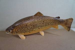 Huge Mounted Minnesota Brown Trout Trophy