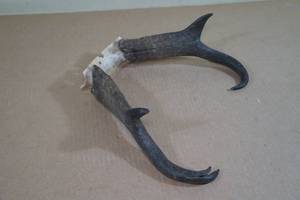 Antelope Horns - Split Tip