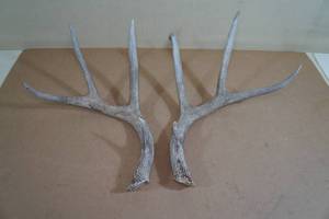 Deer Antlers - Knobbed Tip