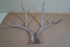 Deer Antlers