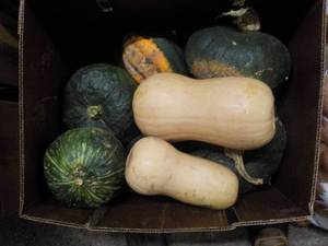 lot 127 image: A Box of Squash...