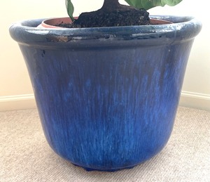 lot 55 image: Pretty Potted Live House Plant