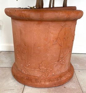 lot 128 image: Green and Gorgeous House Plant