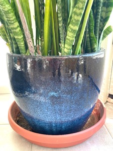 lot 140 image: Lovely House Plant