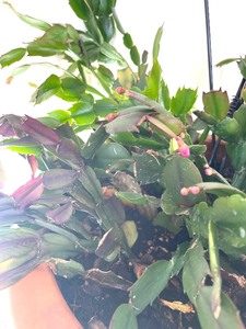 lot 142 image: Charming Christmas Cactus