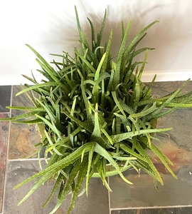 lot 152 image: Aloe Vera House Plant
