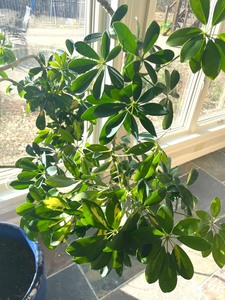 lot 174 image: Dwarf Umbrella Tree House Plant
