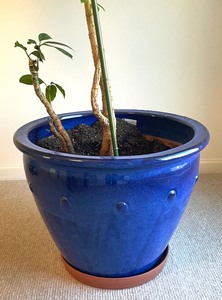 lot 313 image: House Plant