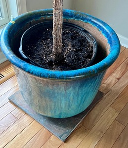 lot 50A image: Beautiful Large House Plant in Lovely Blue Hued Planter