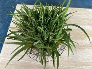 lot 51A image: Gorgeous Aloe Vera Plant in Decorative Holder