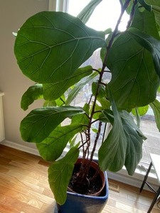 lot 267 image: Beautiful Ficus Lyrata Bush House Plant