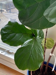 lot 266 image: Beautiful Ficus Lyrata Bush House Plant